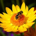 bee-on-flower-with-colored-background-randy-harris1