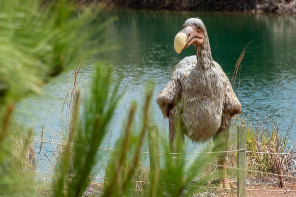 dodo animales extintos