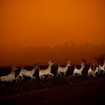 incendios forestales australia