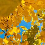 ansiedad coronavirus