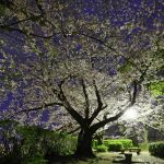 conexión coronavirus