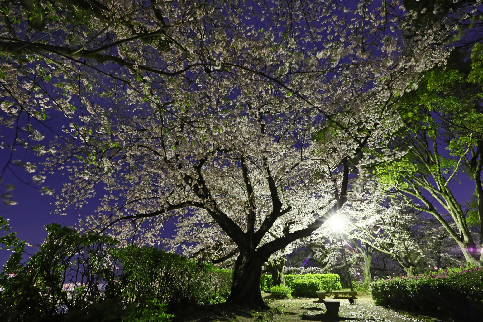 conexión coronavirus