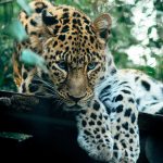 leopardo chino China