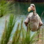 dodo animales extintos