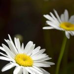 deseos humanos naturaleza espiritualidad