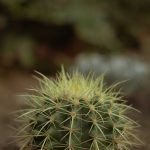 naturaleza conexión