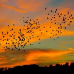 conexión equilibrio emociones naturaleza amor