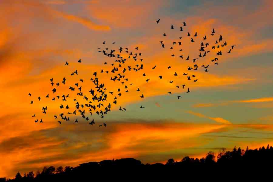 conexión equilibrio emociones naturaleza amor