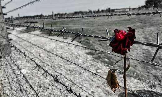 В память о Катастрофе евреев - Роза на колючей проволоки концлагеря Бухенвальд